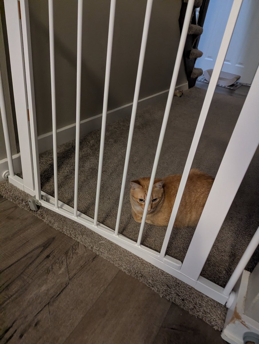 Jack the Cat 🧡🖤 tweet media