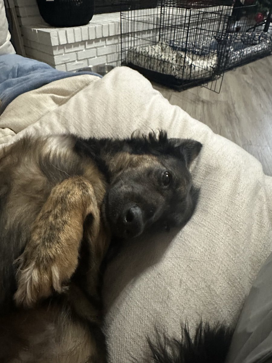 Official Smol tweet media