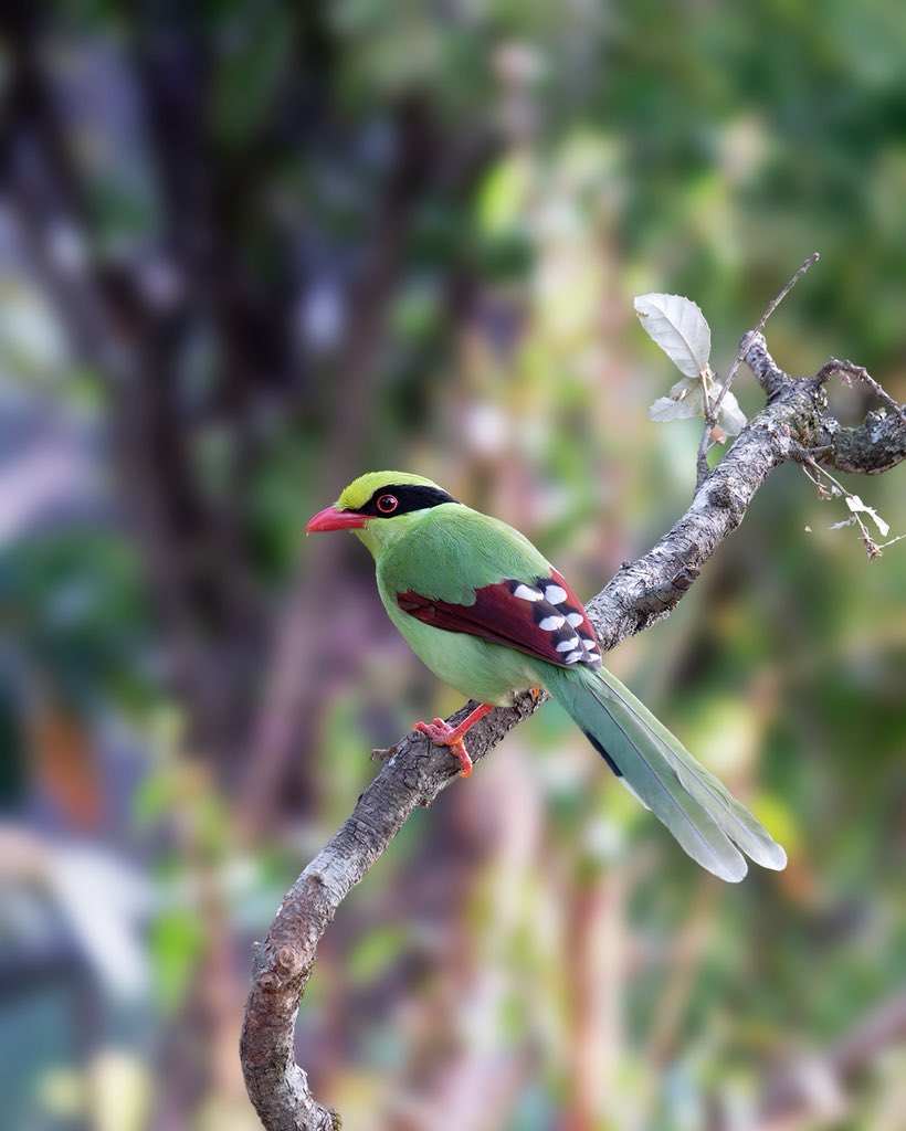 Nature at the Best tweet media