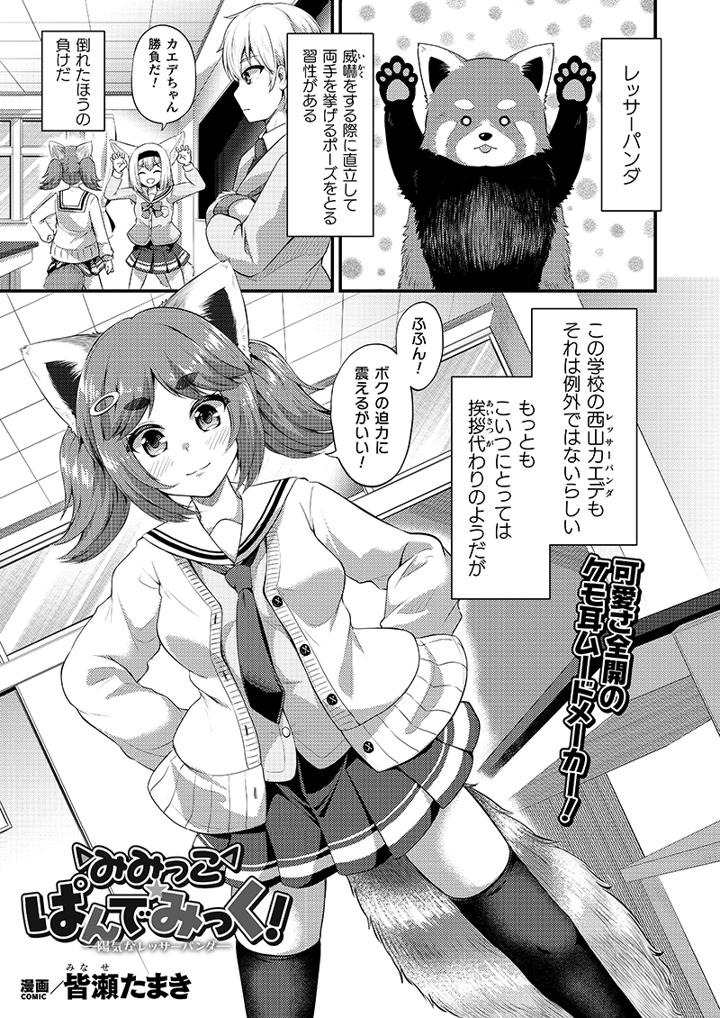 1月13日発売のコミックアンリアルVol.119にて、『みみっこ・ぱんでみっく!』2話目が掲載されてます!
今回はレッサーパンダのヒロインとそんな幼馴染のお話。(1/2) 