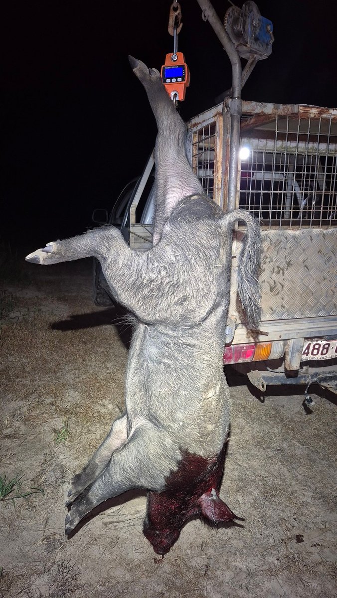 CanePigQLD's tweet photo. 97kg #canepigqueensland #bloodyoath https://t.co/9xbz9olNiE