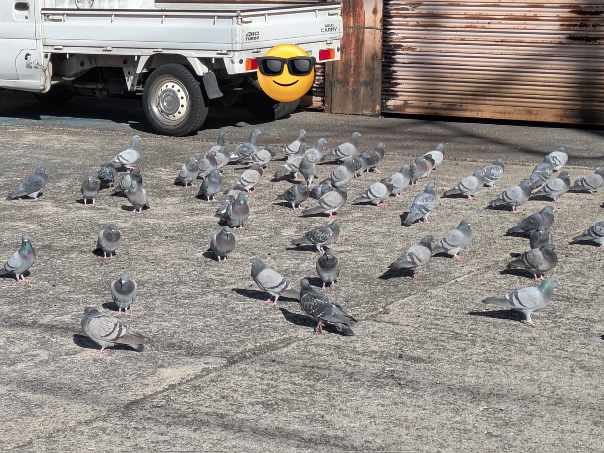 ぽっぽっぽー、鳩ぽっぽーっ🕊 まーめが欲しいか、そらやらない🙃