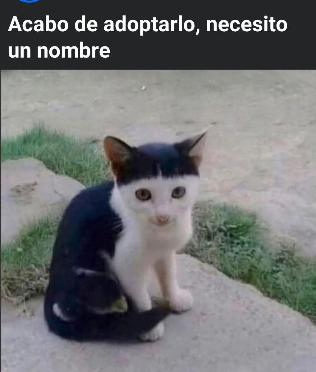 🇲🇽 México Mágico ✨ tweet media