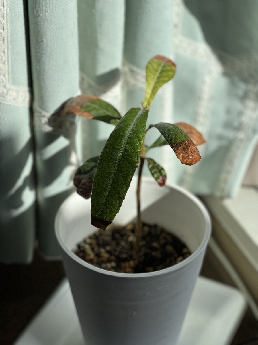 ビワ 8年生 実生苗 種から育てました。 種から育てたビワ あれからどうなった？/春に植え替えて半年