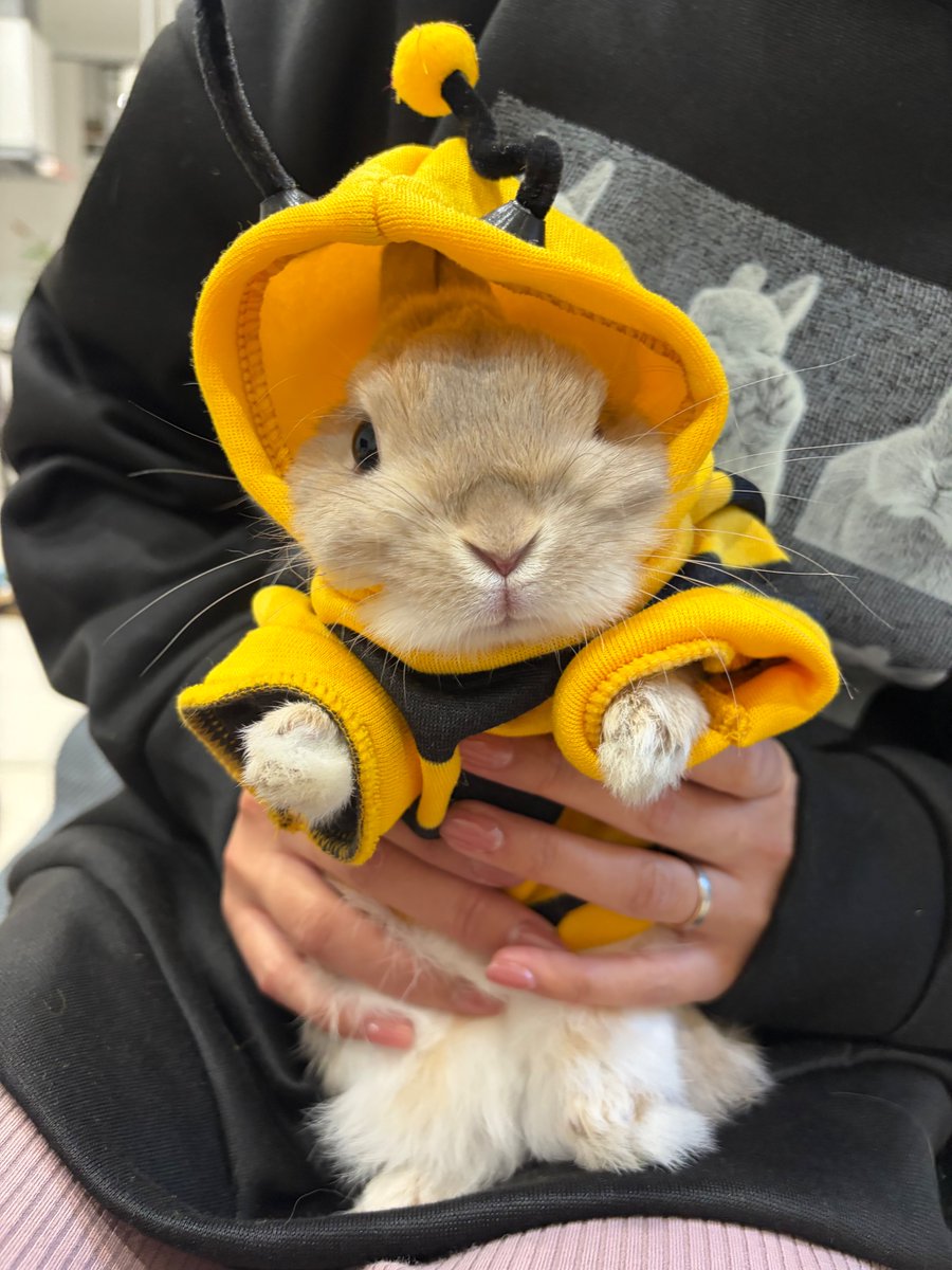 うさぎ うさぎ apricot ｜ とりの時間 opt.壁掛け紐 | iichi 日々の暮らしを