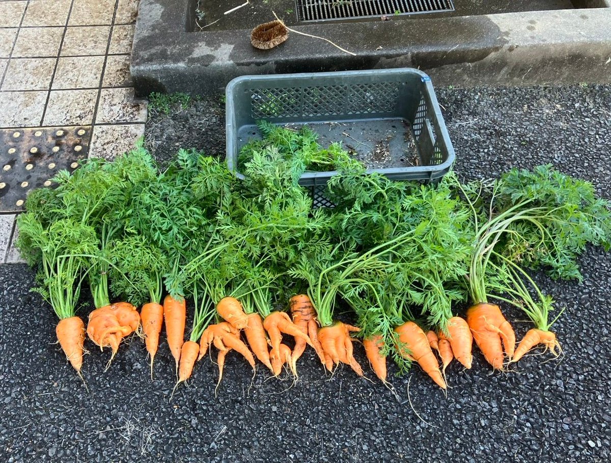 父のプチ農業、本日の収穫🥕

野菜って、愉快な人が育てると愉快に育つんか！？