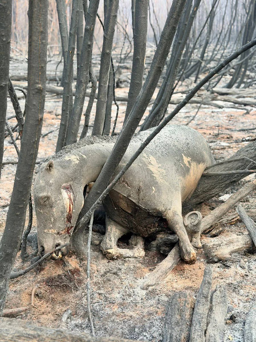 cabreraonline tweet media