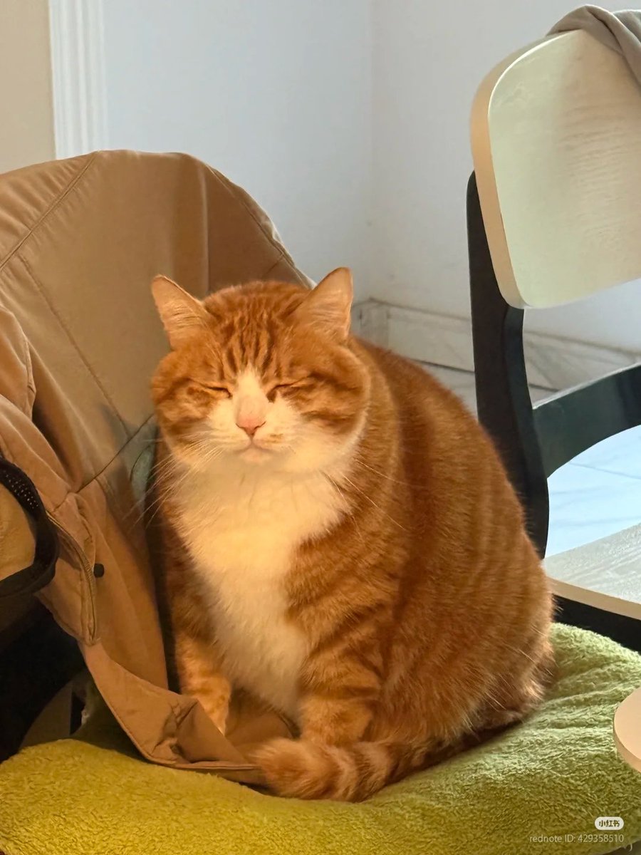 nocontextscats's tweet image. "Im not sleepy"
Me 5 min later: