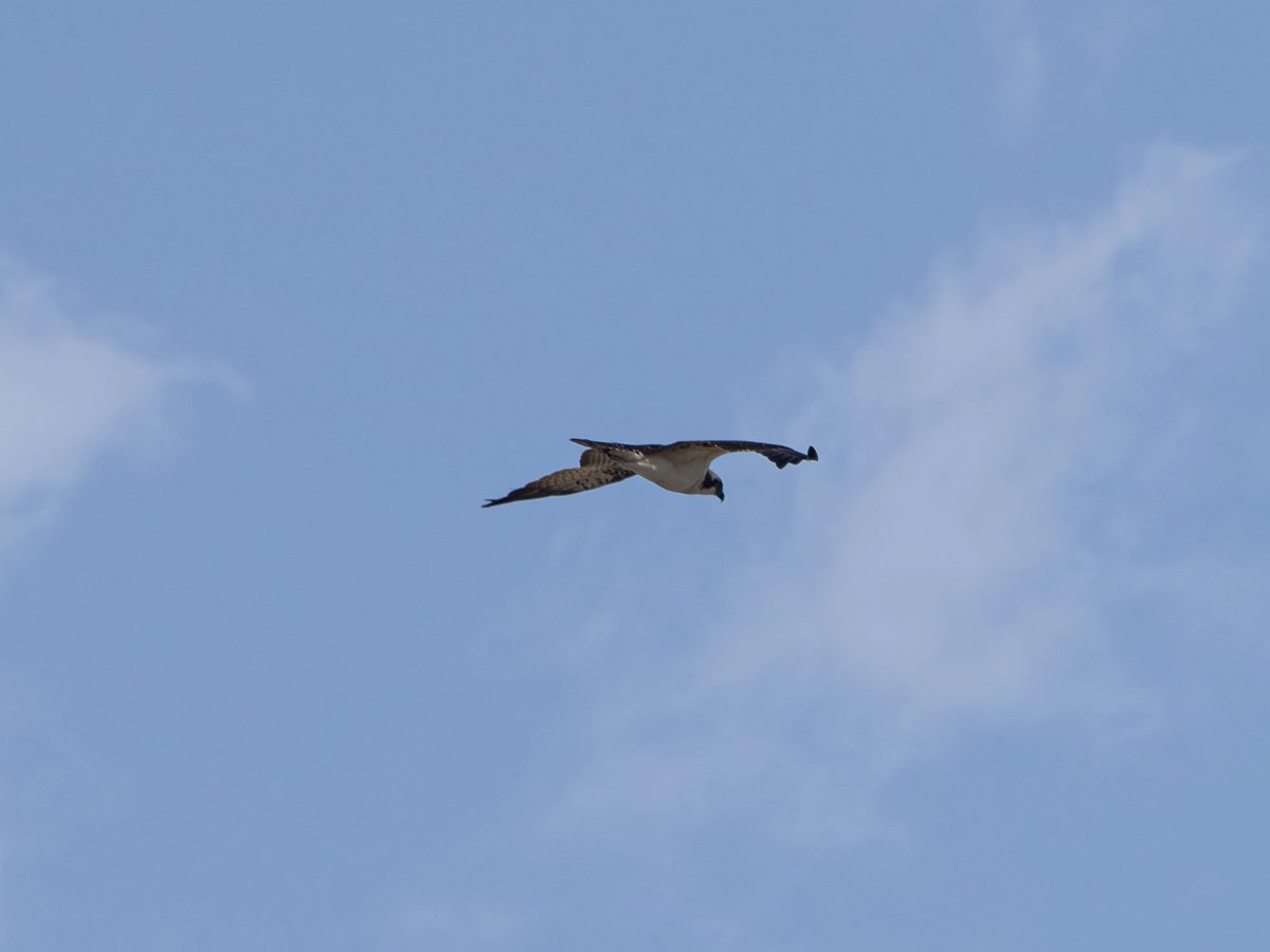 もちゃ様ご確認画像 デュエルマスターズ デュエマ ロストreソウル 金トレジャー