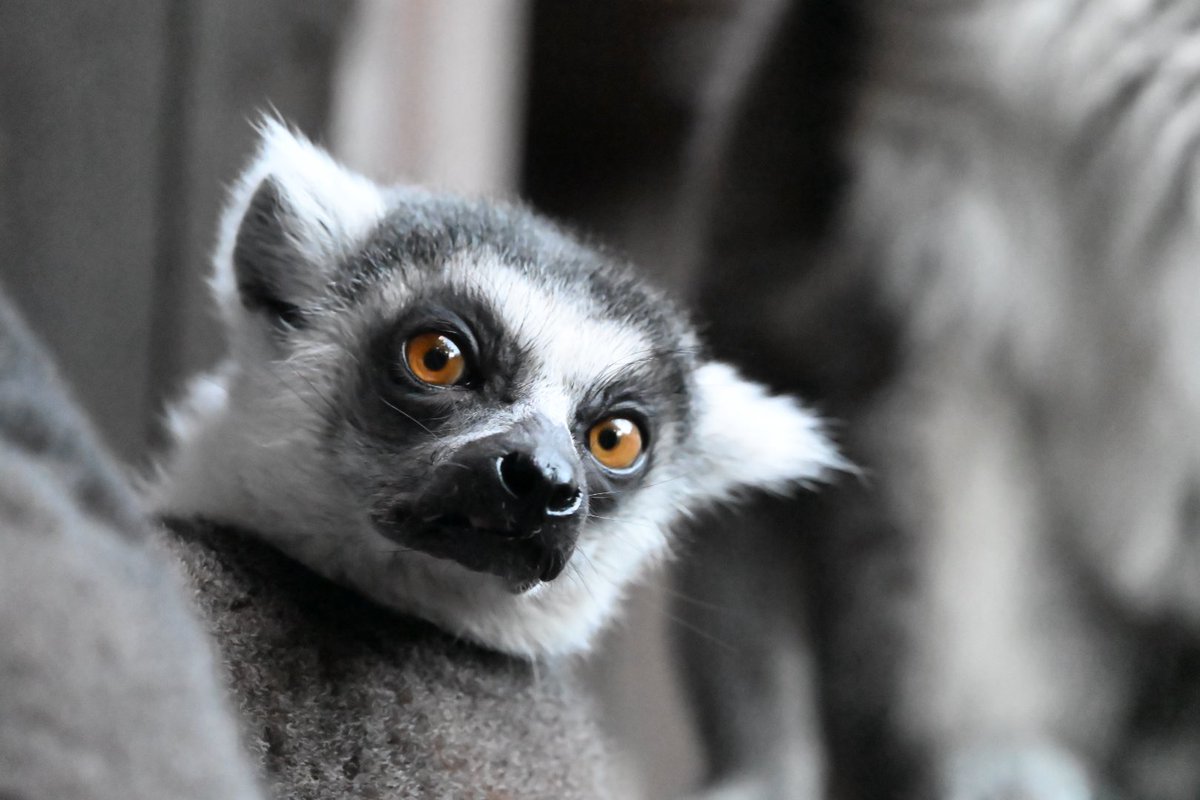 #TLにワオキツネザルのドアップ画像をあげて人々を幸せにしよう計画