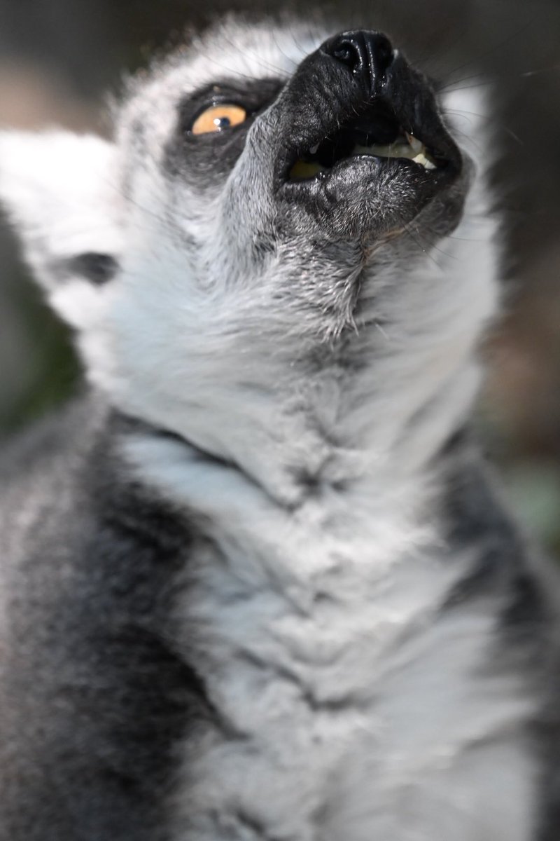 #TLにワオキツネザルのドアップ画像をあげて人々を幸せにしよう計画