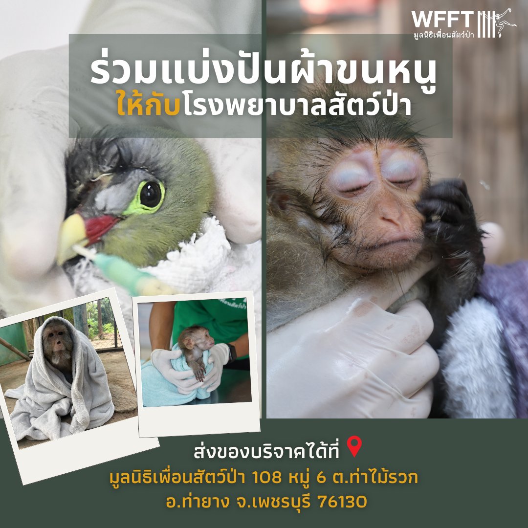 WFFThailand's tweet image. มูลนิธิเพื่อนสัตว์ป่า เปิดรับบริจาคผ้าขนหนู &amp;amp; ผ้านวม (ได้ทั้งเก่าและใหม่) ให้กับสัตว์ป่าที่กำลังพักรักษาตัว และได้รับการดูแลอยู่ในโรงพยาบาลสัตว์ป่า

สามารถส่งของบริจาคได้ที่📌 มูลนิธิเพื่อนสัตว์ป่า 108 หมู่ 6 ต.ท่าไม้รวก อ.ท่ายาง จ.เพชรบุรี 76130