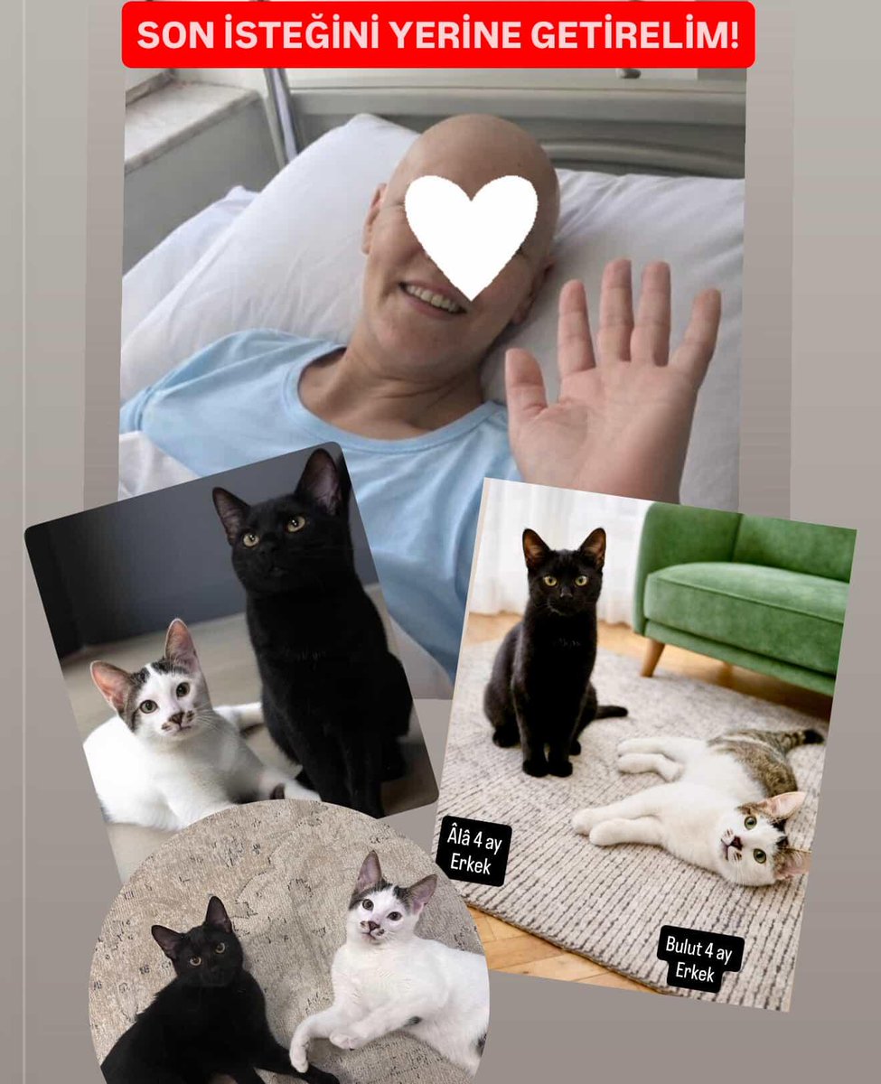 Sahipleri Güzin hanım bir kaç hafta önce amansız bir hastalıktan hayatını kaybetti. En büyük isteği ölmeden önce çocukların dediği kedilerinin güvende olduklarını bilmekti. Göremedi. Güzin hanımın 12 kedisinden en uysal 2 kardeş olan ++++