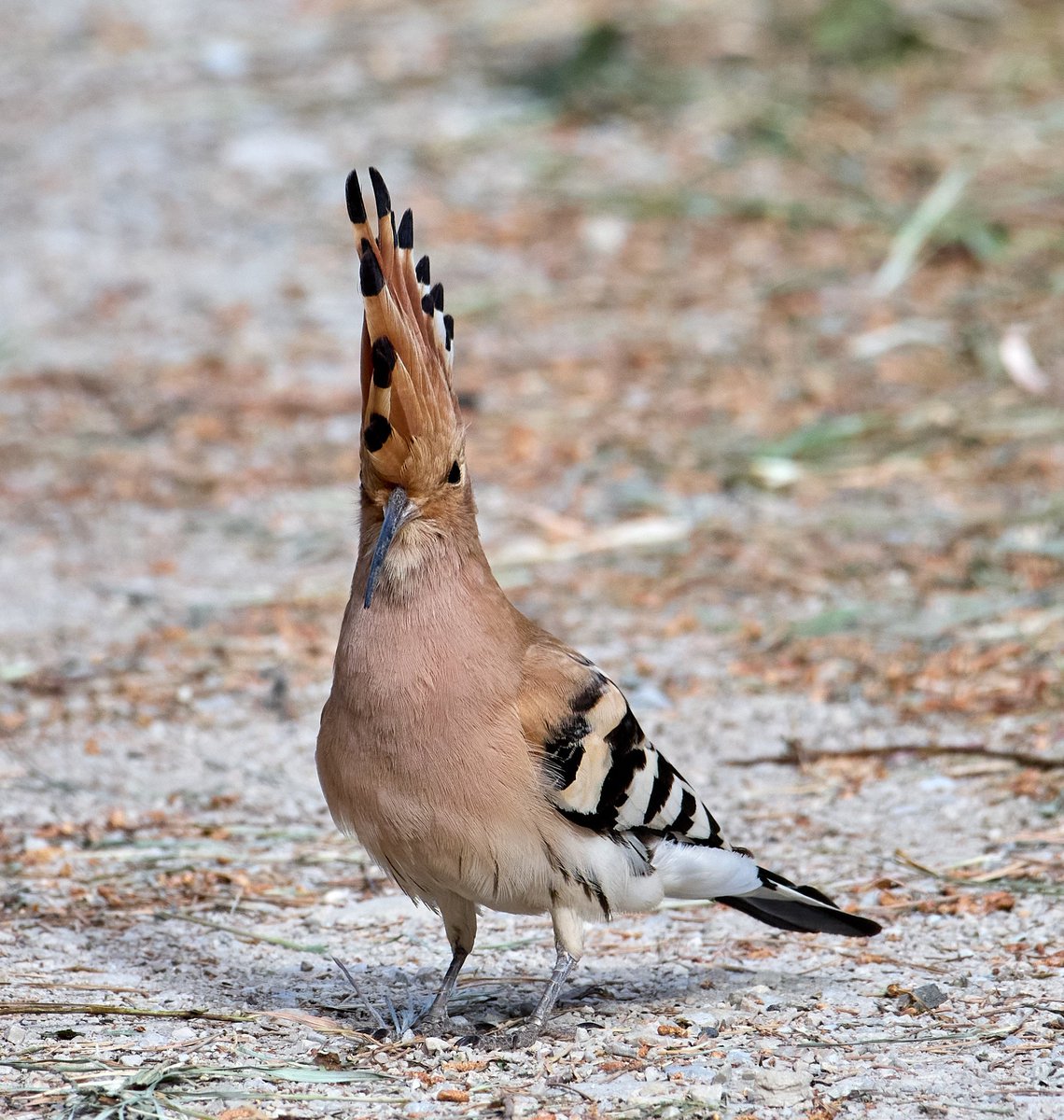 paulhayes55's tweet photo. Hoopoe. https://t.co/H8P3xcByWJ