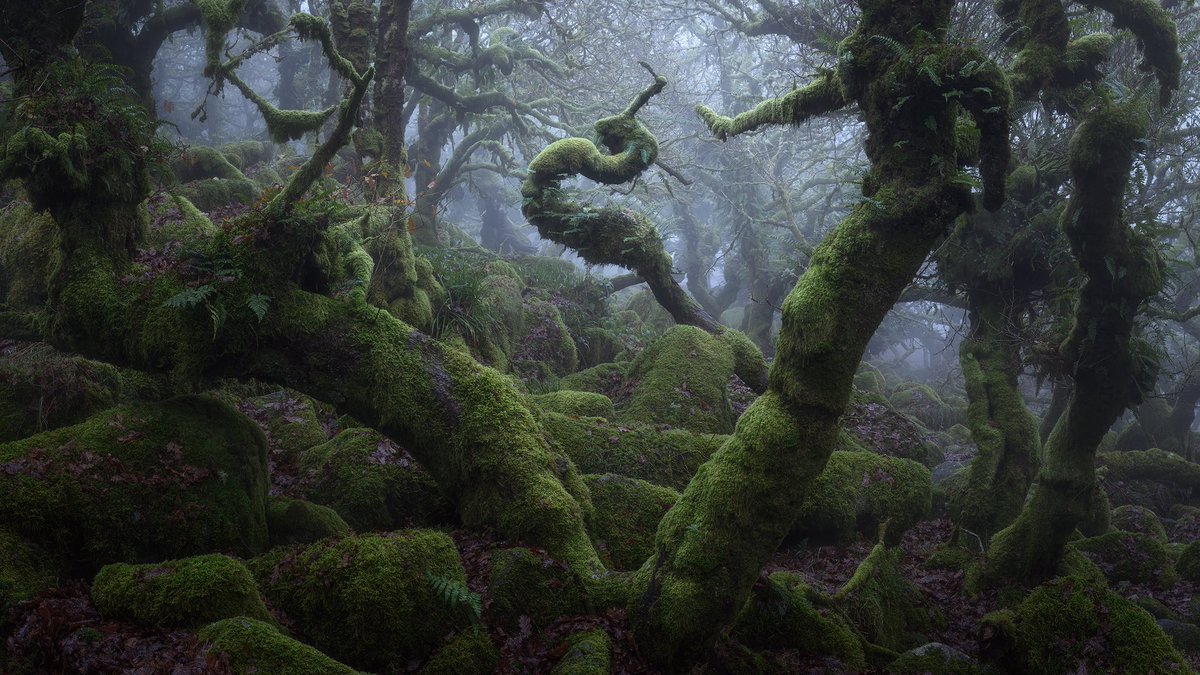njburnell's tweet photo. Misty mornings in the woods https://t.co/wjk0oZOYm1