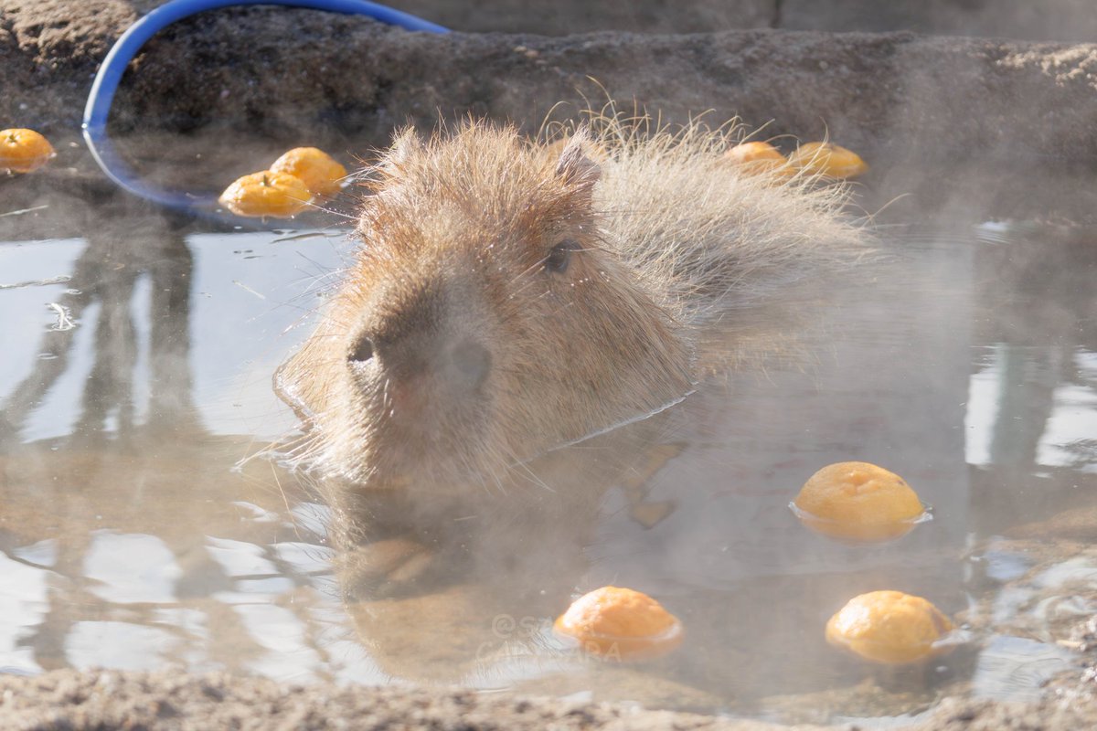 けろけろ (@capyanimal) / Posts / X