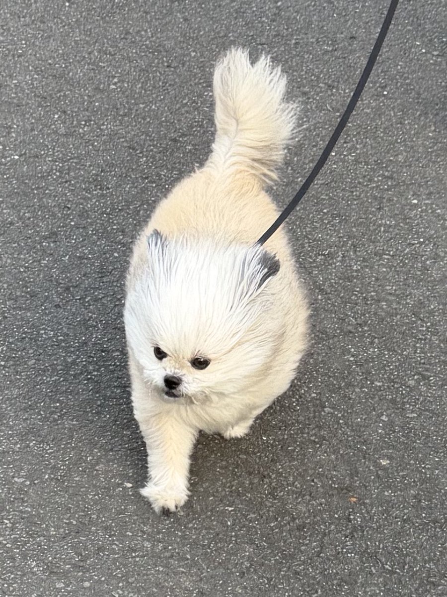 ぴよふうこ🐥2/1西2ム40a🎡 (@fuuuuukotoz) / Posts / X