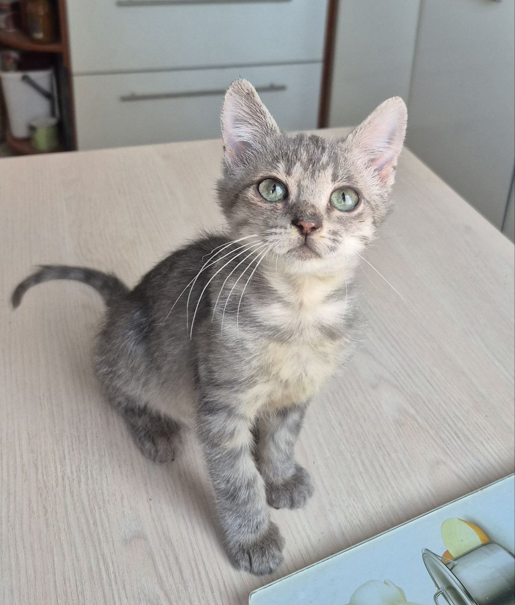 Мрак и котики 🐾 tweet media