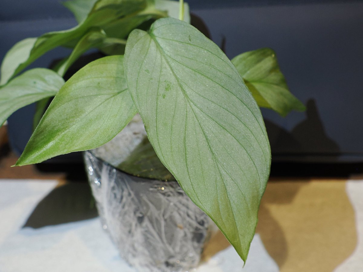 草ちゃんす大阪でのお迎え！ Homalomena sp. 