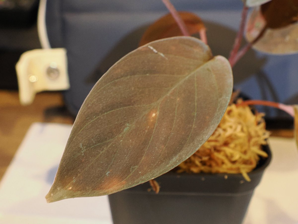 草ちゃんす大阪でのお迎え！ Homalomena sp. 