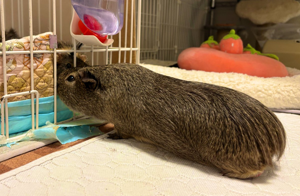 ながあい

 #ジロたん