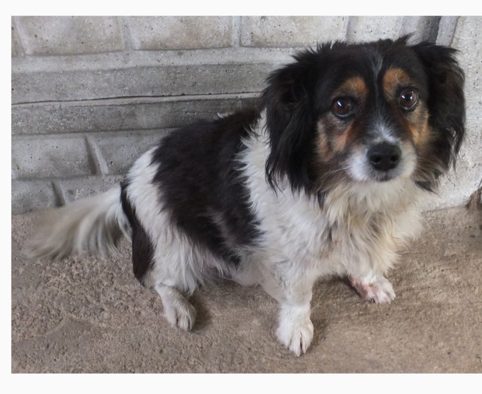 W schronisku w #Sobolew (pomiędzy Warszawą, a Lublinem) bez wolontariatu I spacerów pieski też bardzo marzną.
I pilnie szukają kochających,  ciepłych domów. 
Jest tam też wesoły, nieduży słodziak Pacynek. ❤️❤️❤️.

Tel. 600-041-920

schroniskosobolew.pl/index.php/psy-…