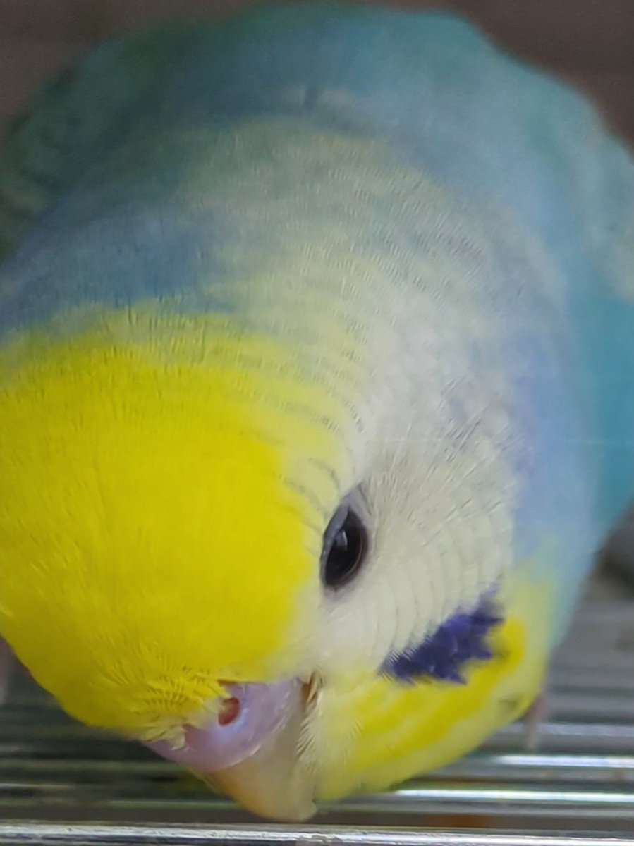 #TLに鳥のドアップ画像をあげて人々を幸せにしよう計画