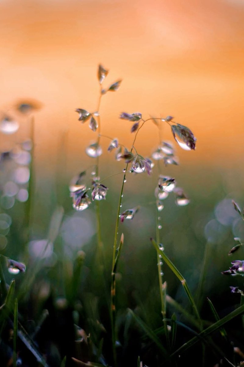 gokc22299's tweet image. .

I saw you in dream -
blossoms of love
sprout in the new day

.

#haiku
#haikuchallenge 
#HaikuSaturday 
#poetry
#poetrylovers 

.