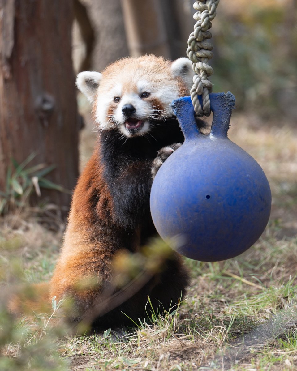 ソラちゃんの知恵袋 このボールには時々リンゴが生えます💡 今日の分は