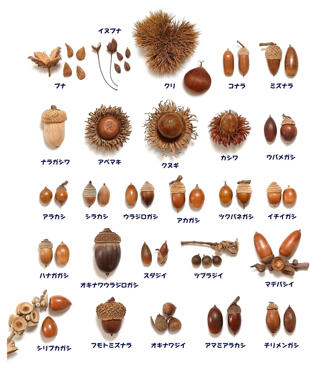 どんぐりの人 (@donguribito) / Posts / X