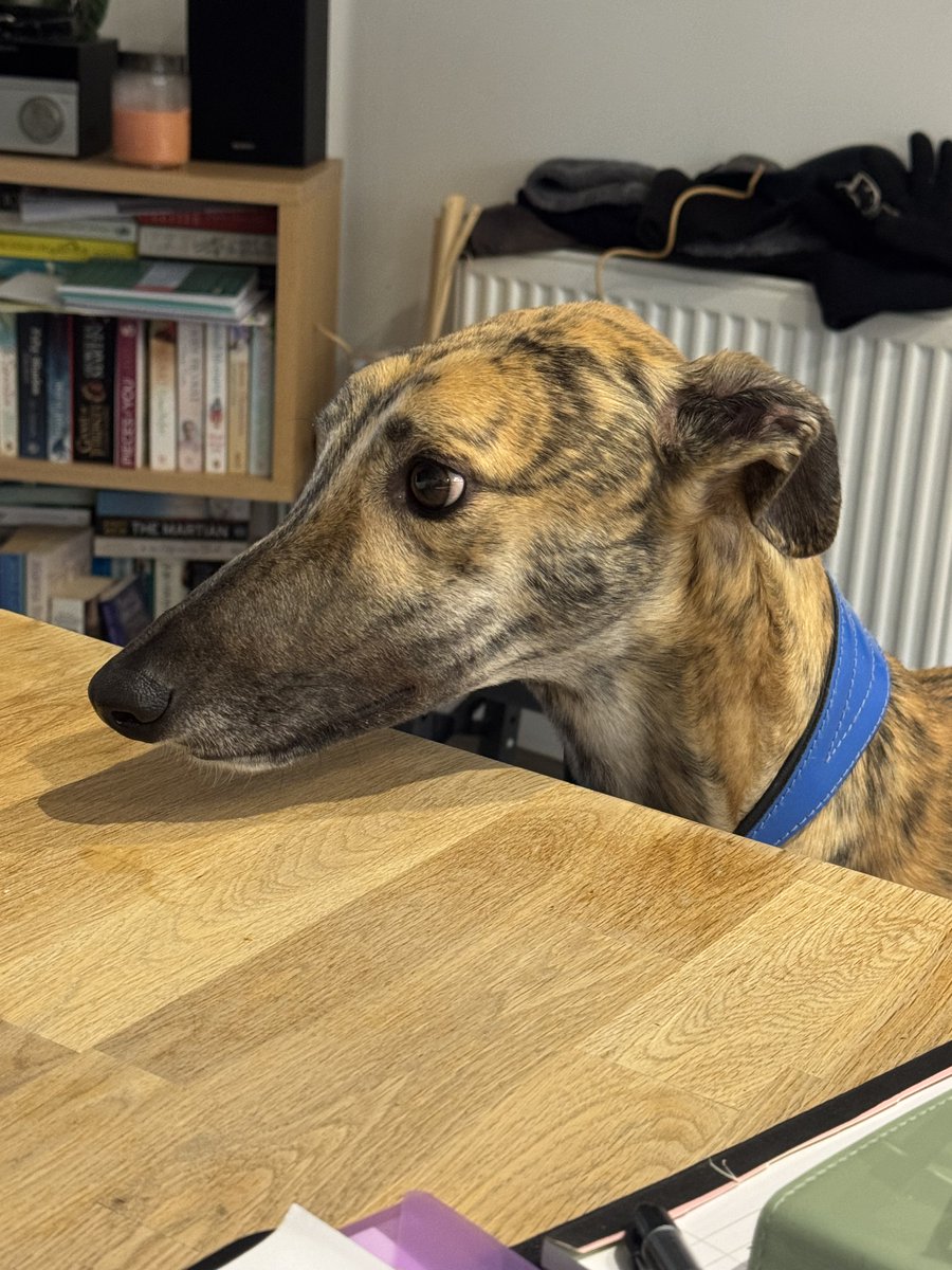 tapper1967's tweet image. Toast please !! #RescuedNotRetired