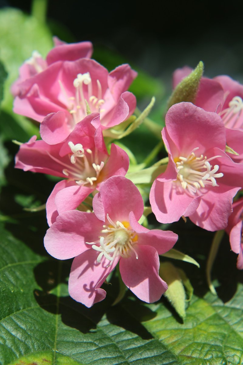 gontanokoneroku's tweet photo. Dombeya 😊
#Photography #Flowers #Dombeya https://t.co/BrFqMzBn3V