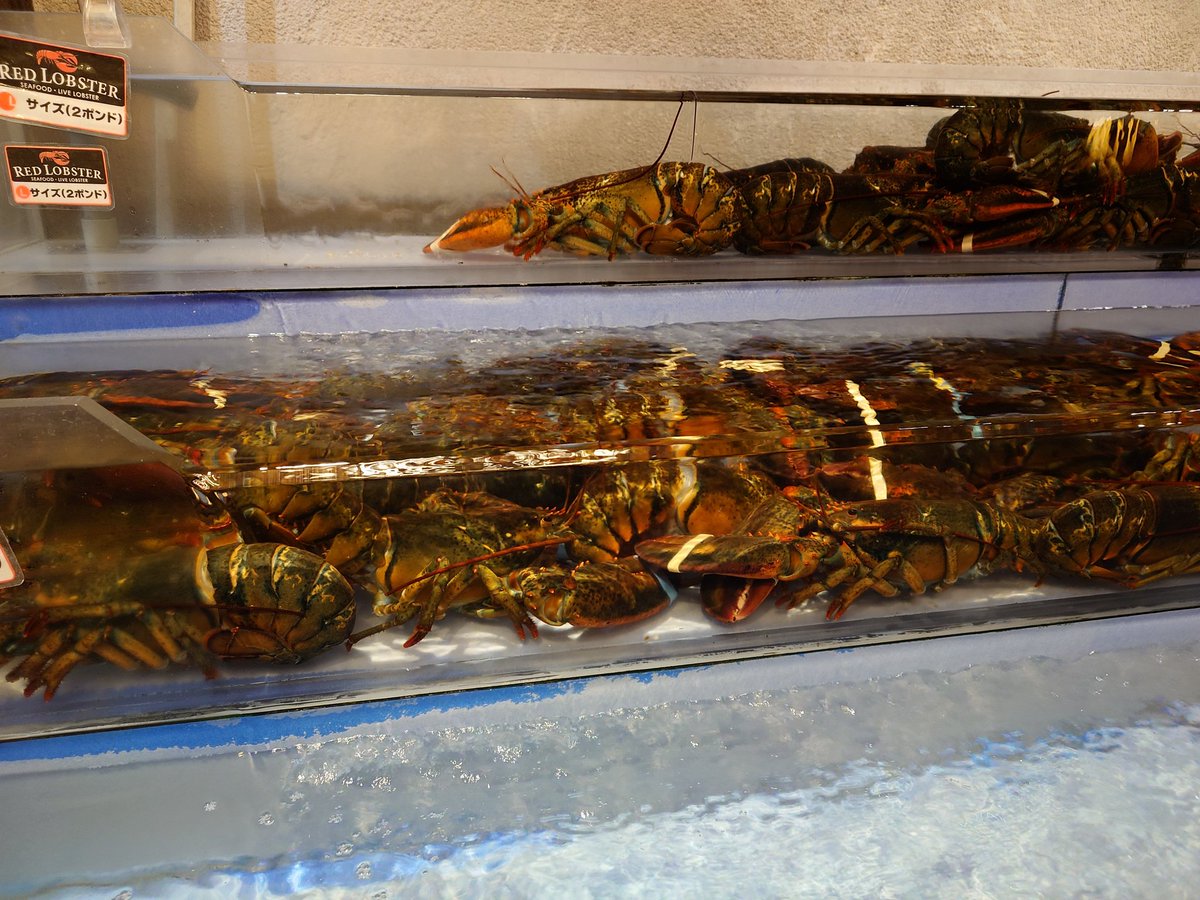 こてつ (@kotetu729) / Posts / X