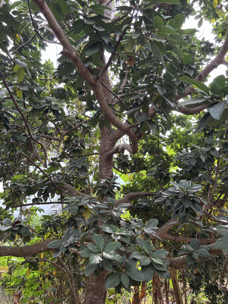 sarpongTech's tweet photo. Avocado 🥑 https://t.co/m1nBLYPZ4i