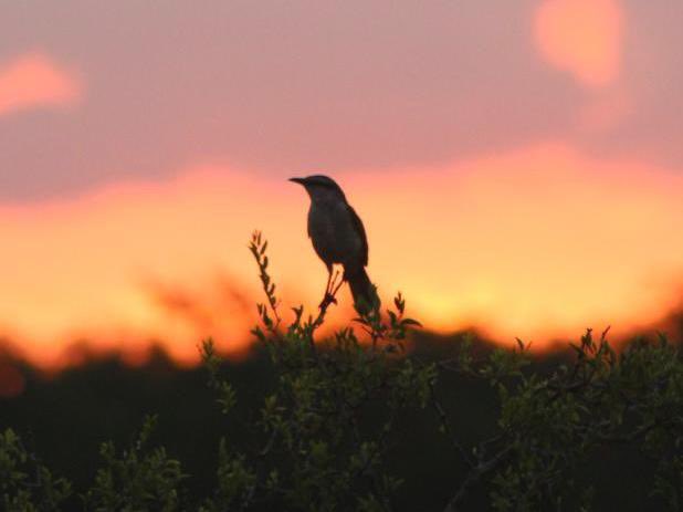 elbaqueano27's tweet image. Ayer después de la lluvia, atardecer de fuego en el Baqueano