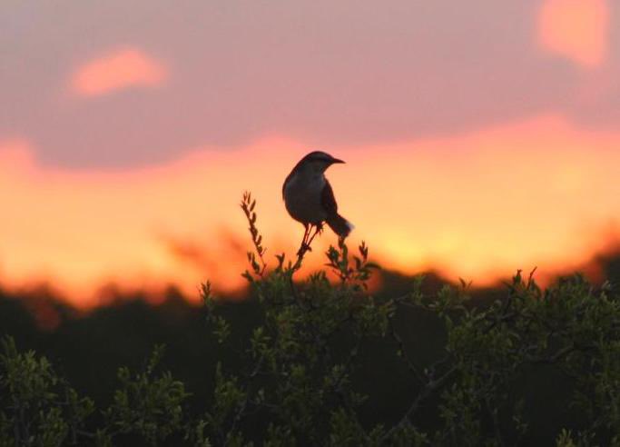 elbaqueano27's tweet image. Ayer después de la lluvia, atardecer de fuego en el Baqueano