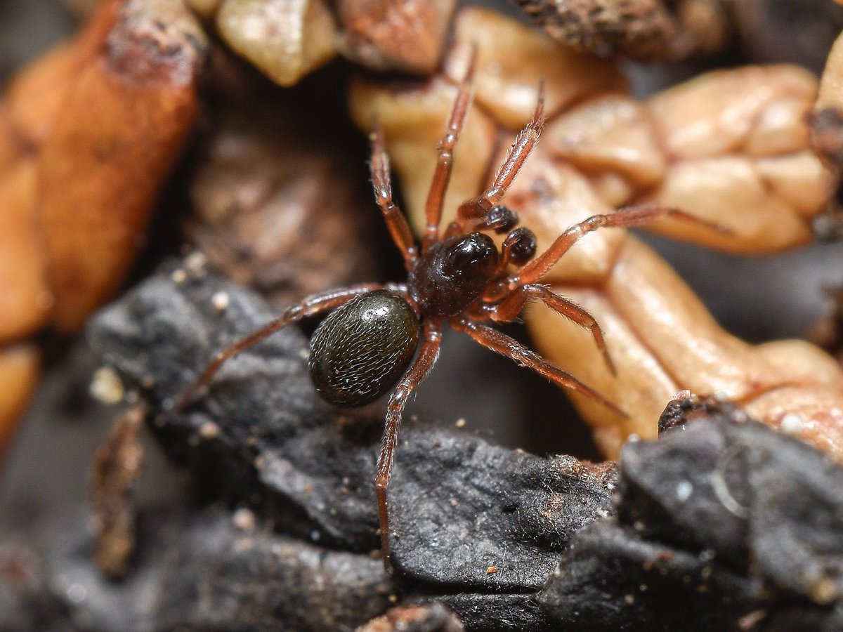 イチフサチョビヒゲヌカグモ
Walckenaeria ichifusaensis