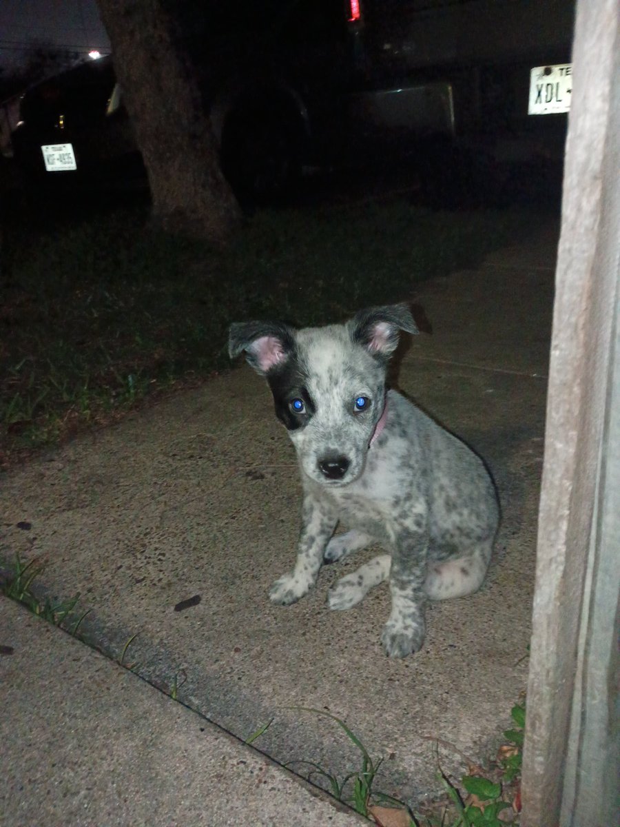 George Dailey tweet media