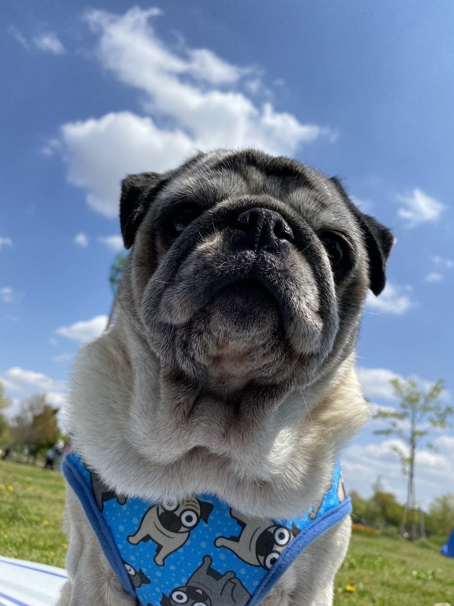 パグの飼い主 (@Pug_momo0823) / Posts / X