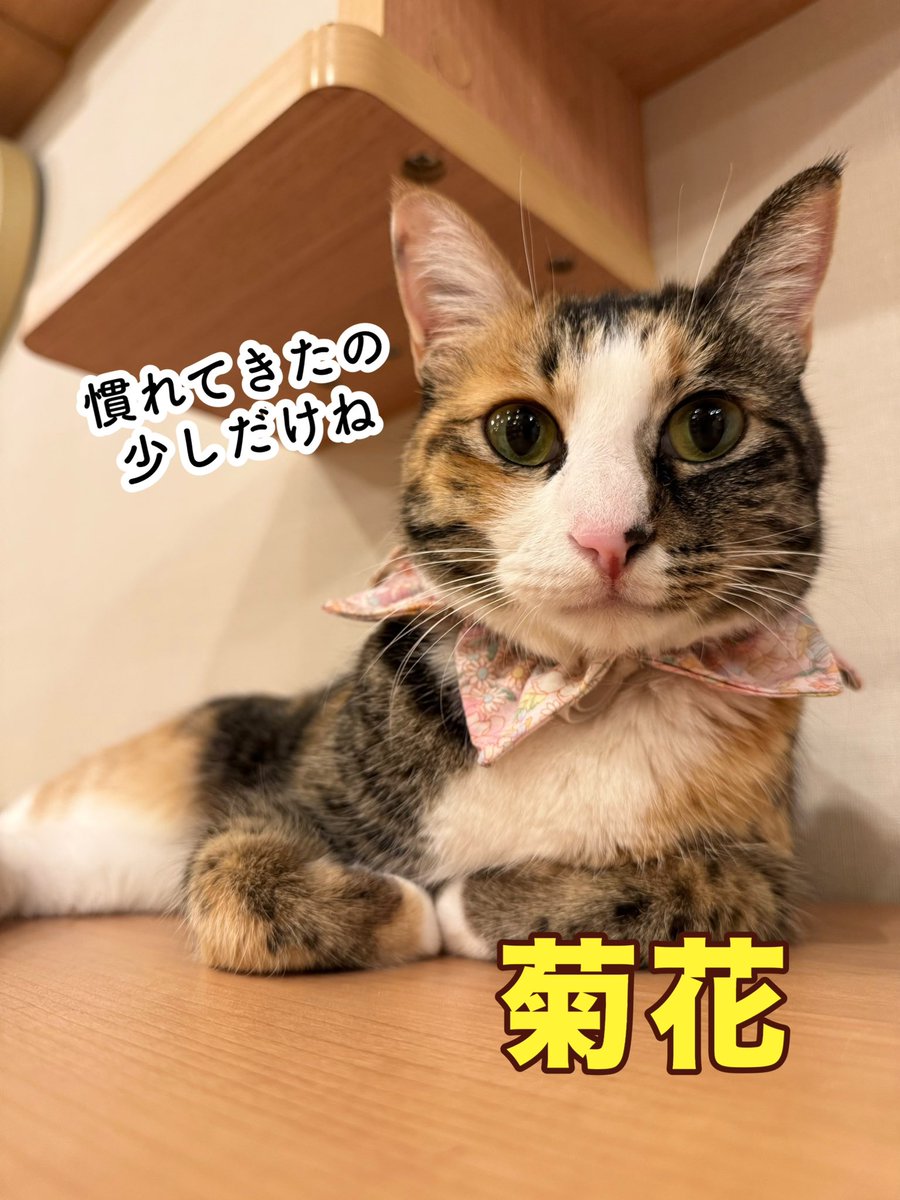 nekokatsu_1's tweet photo. 猫より人が大好きな菊花ちゃん🌼

デビュー当初よりフロアに慣れて
ゆったり過ごせるようになりました🙌🏻🙌🏻
.
今も猫さんは苦手だけれど
菊花ちゃんなりの落ち着ける距離を保って
離れたところから
人さんの優しいお手手を待ってます☺️
.
本当はたっくさん甘えたい菊花ちゃん！
たっぷり可愛がってくれる
ずーっとの家族さん募集中です♡

@川越店
#ねこかつ #保護猫 #保護猫カフェ #里親募集 #川越 #日進 #埼玉 #猫 #猫好き #保護猫と暮らす #里親になろう #三毛猫 #大人猫