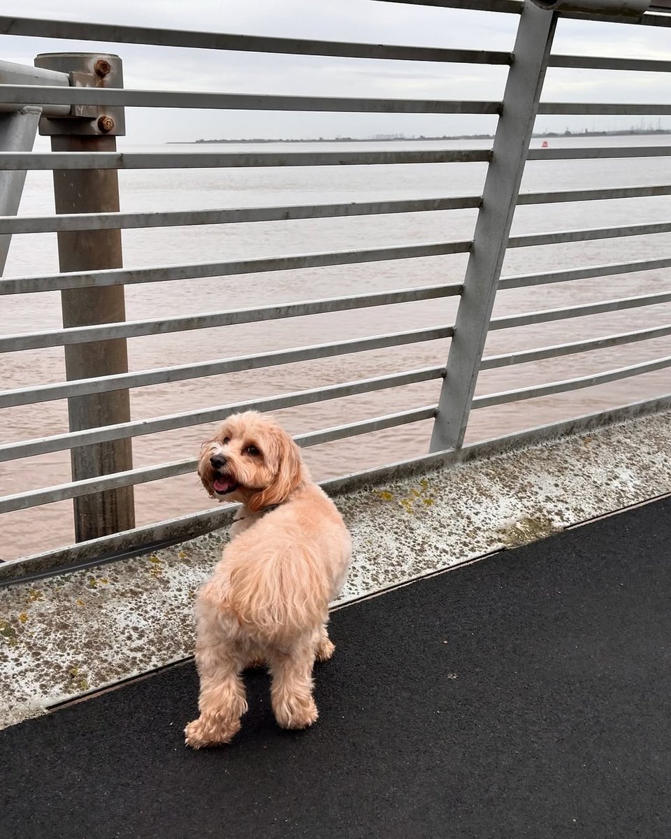 Get out, get moving, and enjoy some fresh air this Sunday morning! Take a stroll around the Fruit Market or the marina - just like Alfie the pooch did! 🌊🐾 

Sundays are made for a little refresh before the week ahead! 🫶
📸 @samueltasker

#FruitMarket #FruitMarketHull