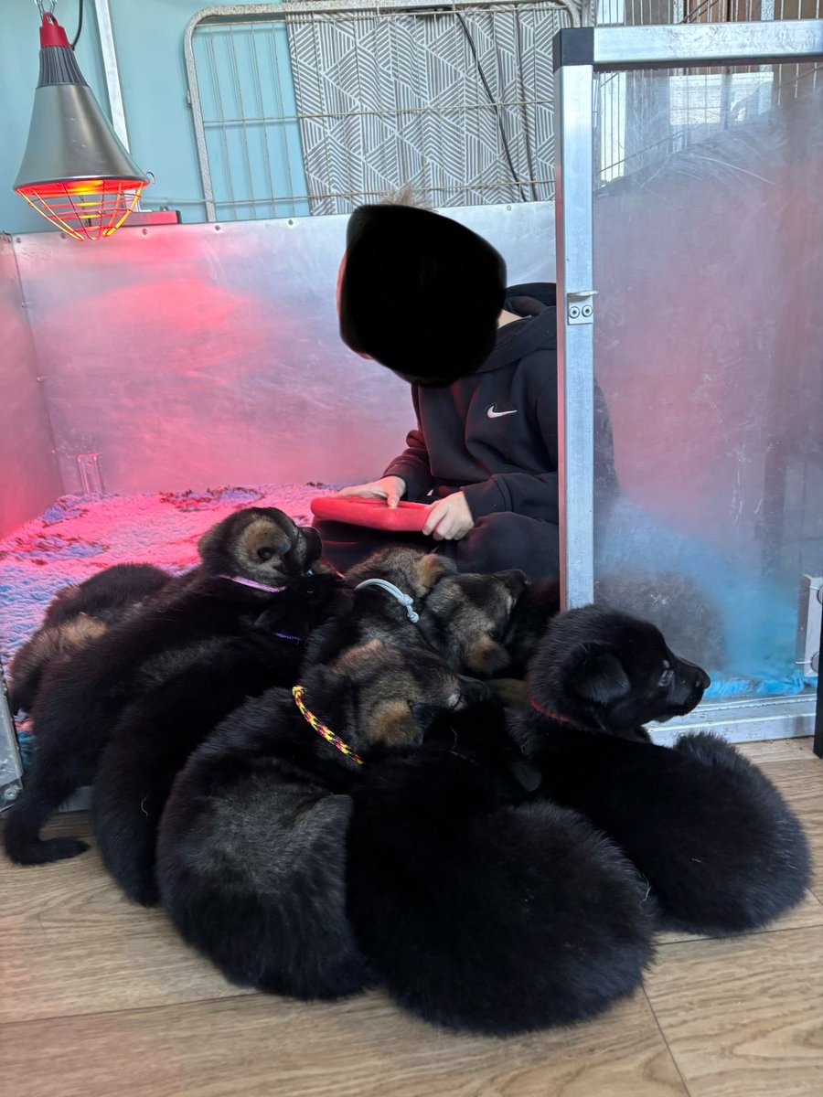 DC_PoliceDogs's tweet image. I will be advertising for a puppy walker   for one of these lovely 5 week old pups from Valkyrie PD’s this week.