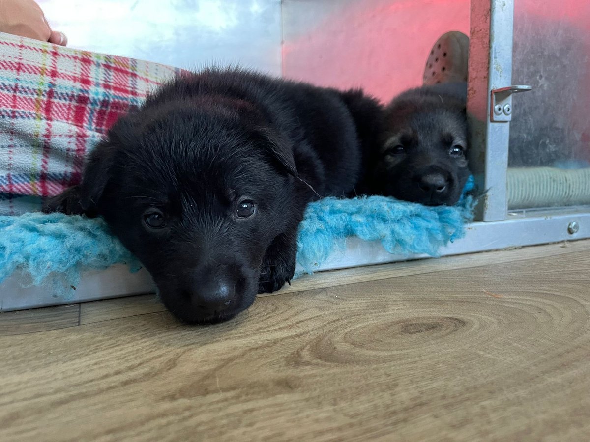 DC_PoliceDogs's tweet image. I will be advertising for a puppy walker   for one of these lovely 5 week old pups from Valkyrie PD’s this week.