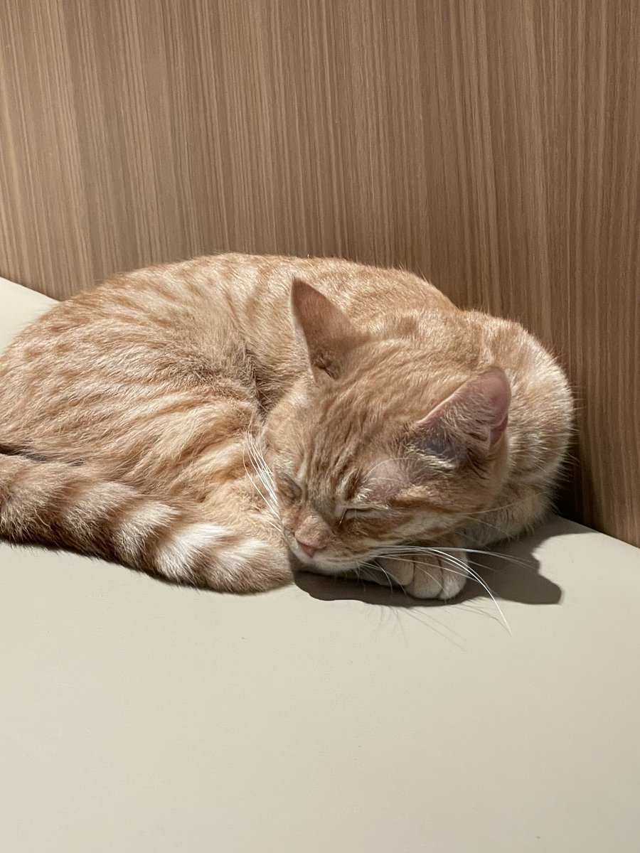 ニシカワ tweet media