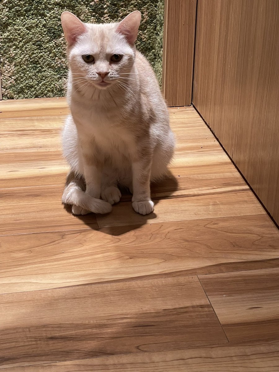 ニシカワ tweet media