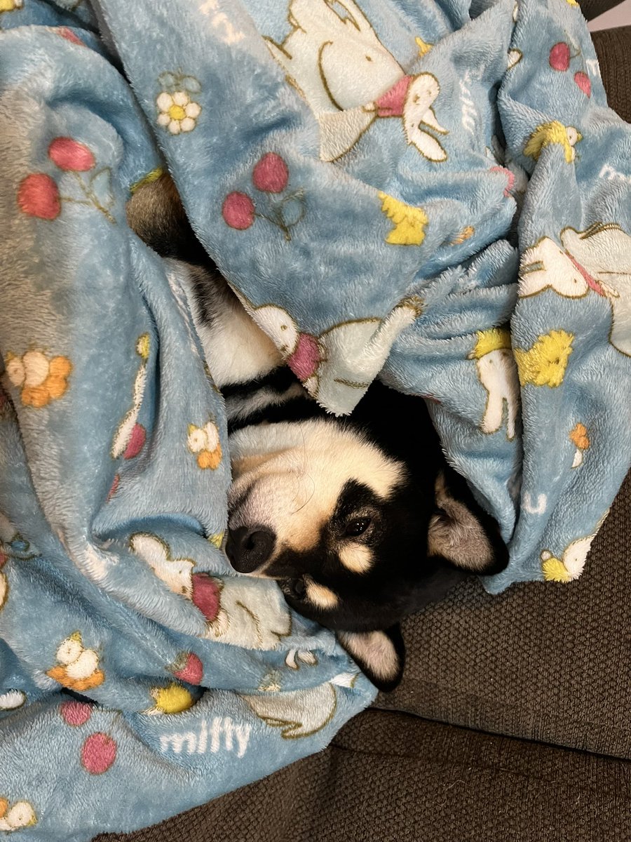 眠り犬