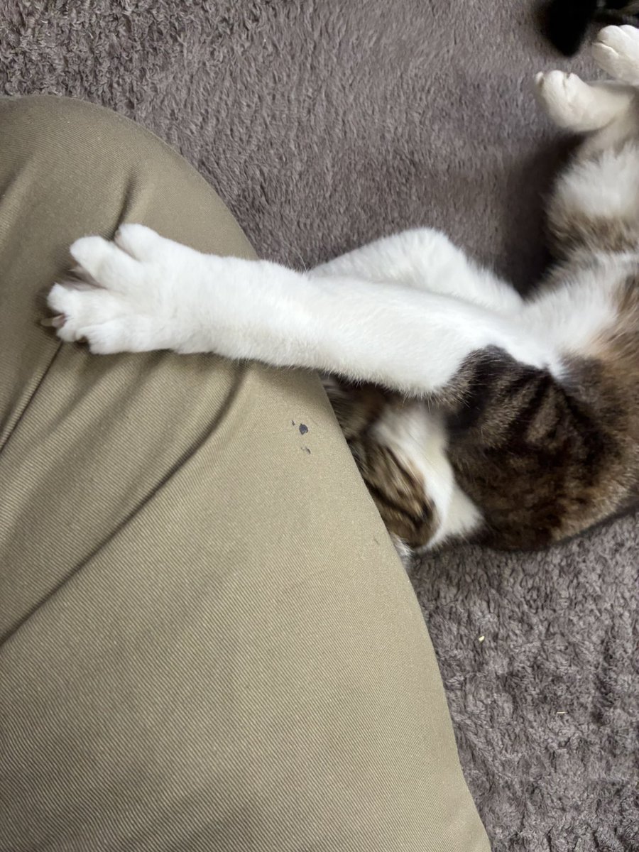 買い物から帰ってきたらこれだよ( 