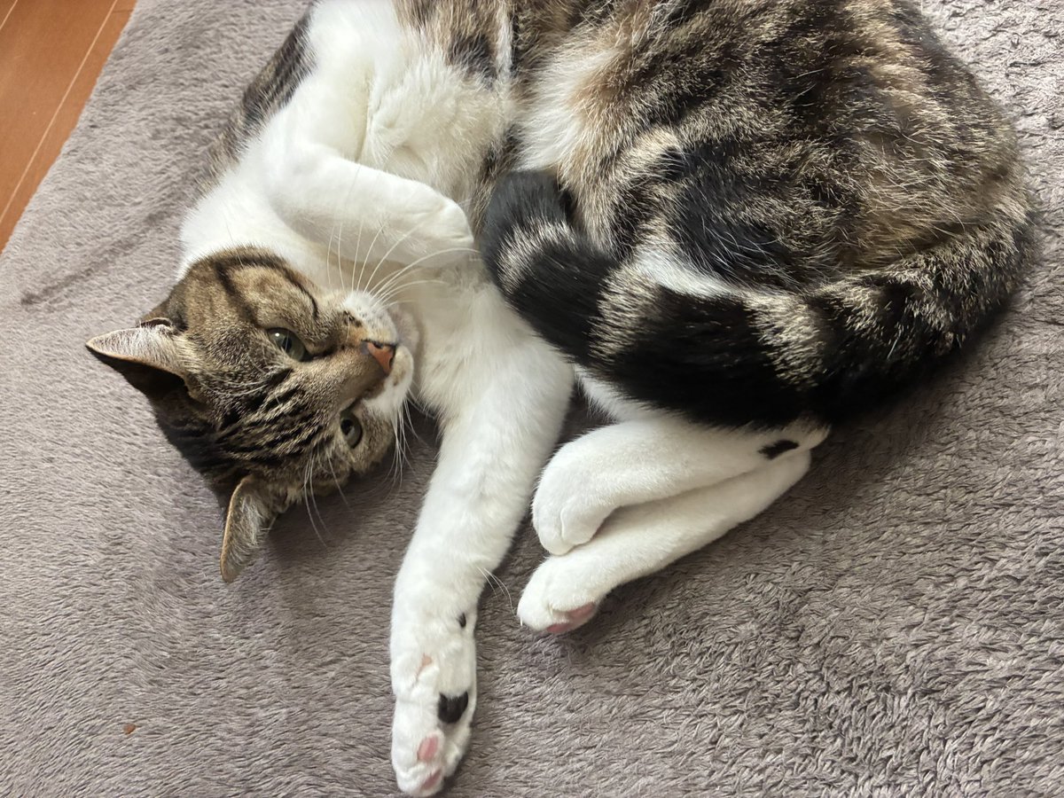 買い物から帰ってきたらこれだよ( 