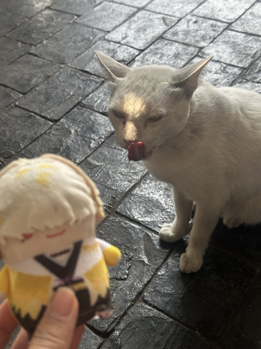 mamaMIya tweet media