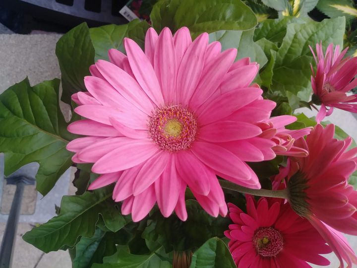 AnonymousDotCo1's tweet photo. Art of the Day! "Pretty in pink". Buy at: https://t.co/qOQHTyLA1d https://t.co/ULiZIoYl2P